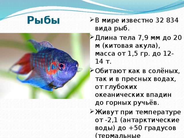 Сколько живут рыбы. Образ жизни рыб. Образ жизни рыб кратко. Продолжительность жизни рыб. Длина тела рыбы.