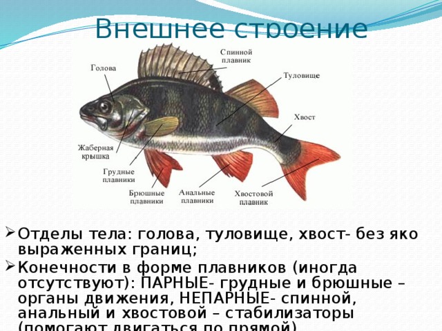 Особенности строения формы тела рыбы. Отделы тела рыбы голова туловище хвост. Внешнее строение рыбы. Строение рыбы вывод. Парные и непарные плавники у рыб.