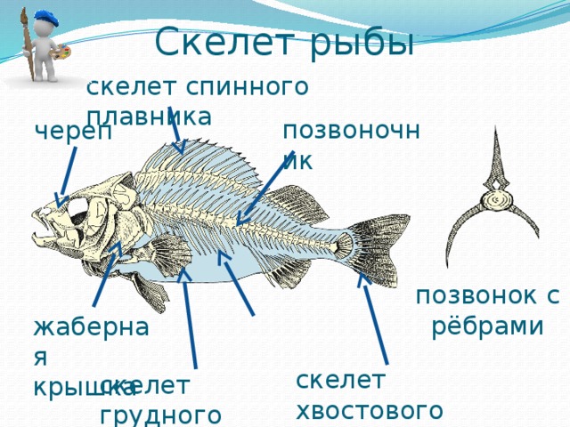 Внутренний скелет костной рыбы. Скелет костной рыбы 7 класс биология. Скелет хвостового плавника костистой рыбы позвоночника. Скелет костной рыбы 7 класс. Внутреннее строение рыбы скелет.