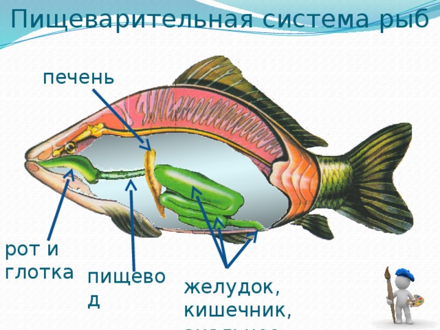 Пищеварительная система рыб печень рот и глотка пищевод желудок, кишечник, анальное отверстие  
