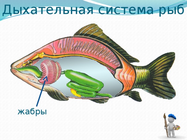 Органы дыхания рыбы представлены. Дыхательная система рыб жабры. Дыхательная система карася. Дыхательная система рыб рыб. Внутреннее строение рыбы дыхательная система.