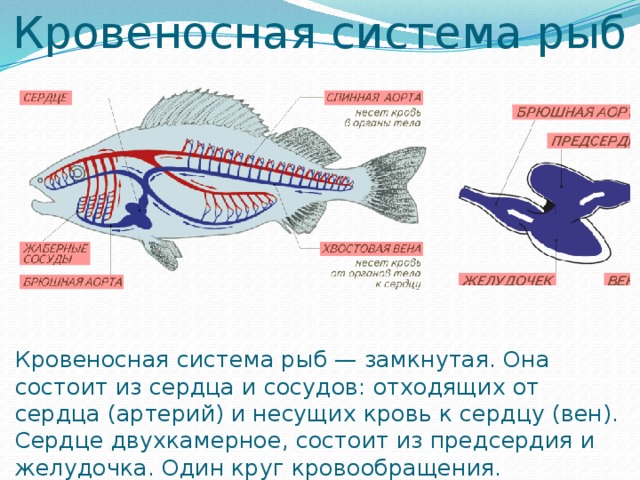 Двухкамерное сердце состоит. Особенности кровеносной системы рыб. Кровеносная система рыб сердце. Кровеносная система рыб замкнутая и состоит из.