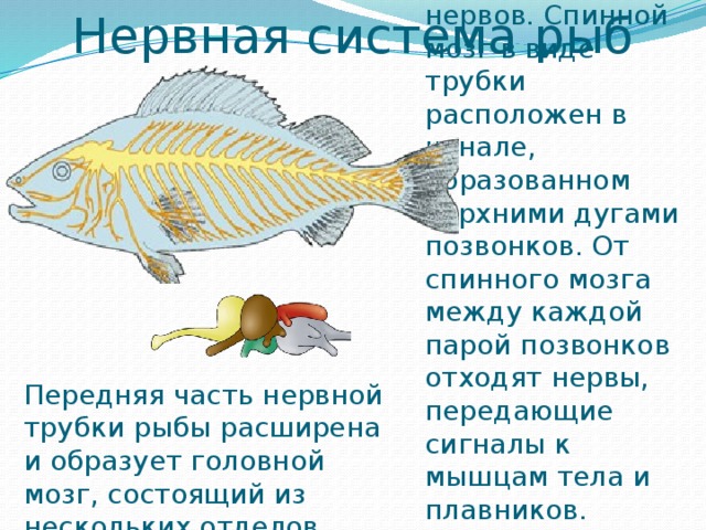 Особенности строения мозга рыбы. Нервная система рыб. Строение нервной системы рыб. Спинной мозг рыбы. Рыбы строение нервнаясистемы.