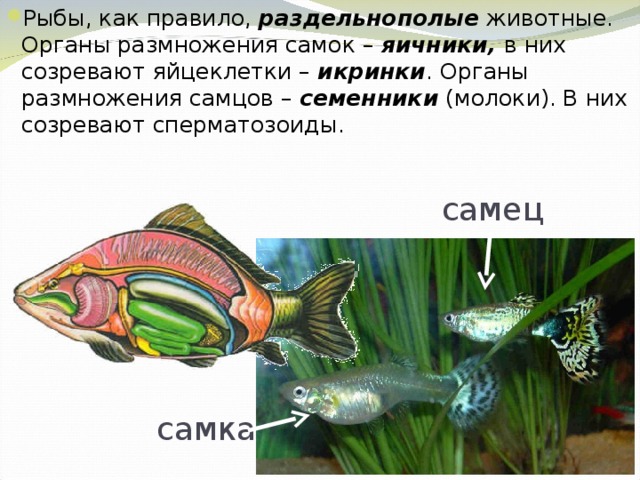 Размножение животных рыбы. Органы размножения рыб 7 класс биология. Особенности размножения рыб 7 класс биология. Половая система и размножение рыб. Размножение лучеперых рыб.