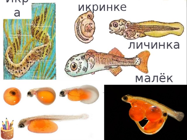 Развитие рыб. Стадии развития икринки. Схема развития икринка малек рыба. Этапы размножения рыб. Стадии размножения рыб.