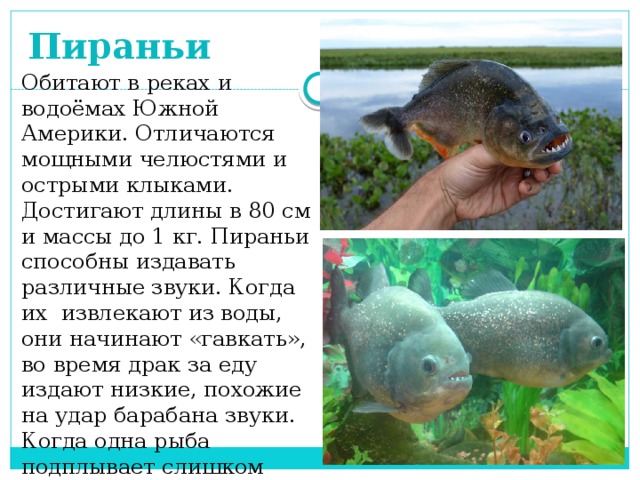 Пираньи презентация 7 класс