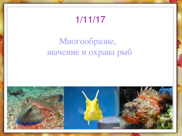 Многообразие и значение рыб в природе. Многообразие и охрана рыб. Разнообразие рыб. Многообразие и значение рыбок. Презентация многообразие и значение рыб.