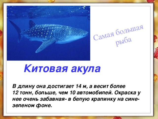 Размер китовой акулы. Китовая акула Размеры. Размер китовой акулы в метрах. Китовая акула длина и вес. Размеры и вес китовой акулы.