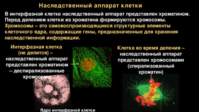 Схема реализации наследственной информации в клетке