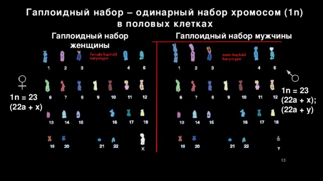 Какой гаплоидный набор хромосом