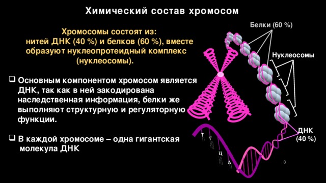 Уровень компактизации днк в хромосоме представленный на схеме