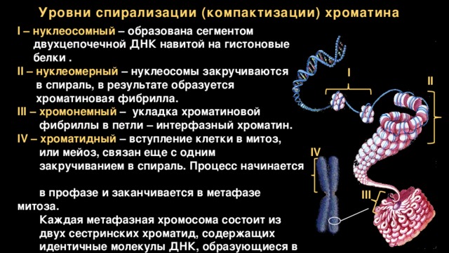 Начало спирализации хромосом. Наследственный аппарат клетки. Уровни компактизации белка. Уровни компактизации ДНК схема. Двухцепочная ДНК.