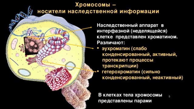 Генетическая карта показывает число и форму хромосом в клетке верно или нет