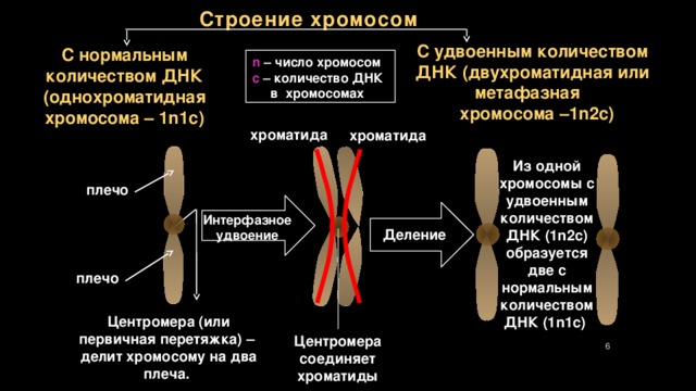 Строение хромосомы фото