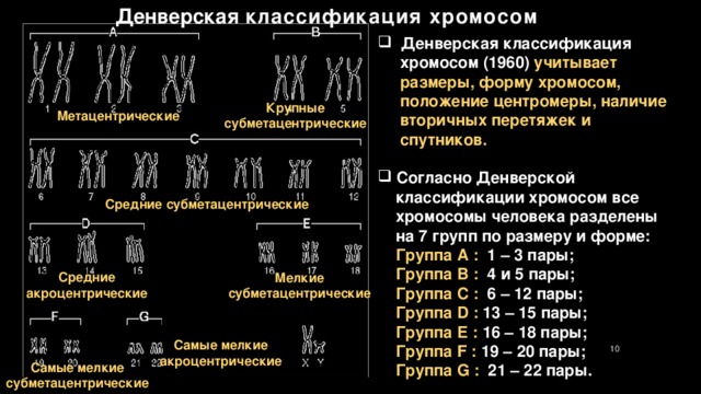 Парижская классификация хромосом