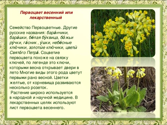 Трава первоцвет весенний фото и описание