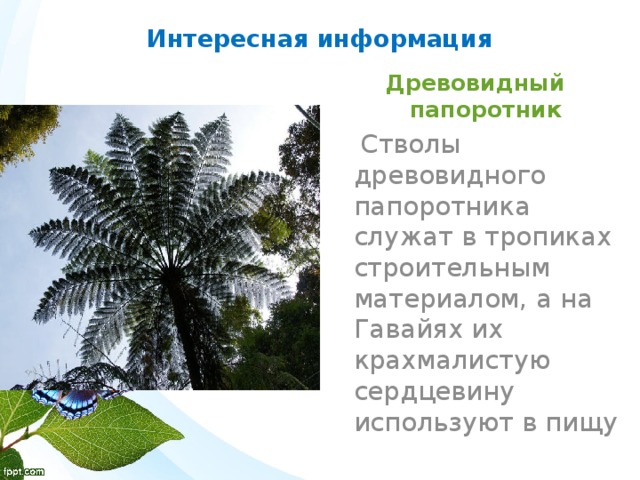 Интересная информация Древовидный папоротник  Стволы древовидного папоротника служат в тропиках строительным материалом, а на Гавайях их крахмалистую сердцевину используют в пищу 