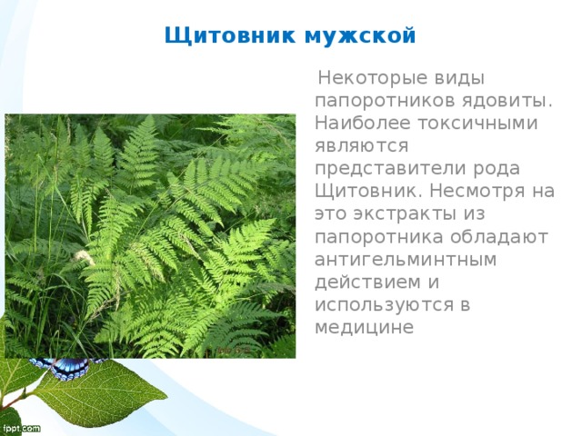 Щитовник мужской  Некоторые виды папоротников ядовиты. Наиболее токсичными являются представители рода Щитовник. Несмотря на это экстракты из папоротника обладают антигельминтным действием и используются в медицине 