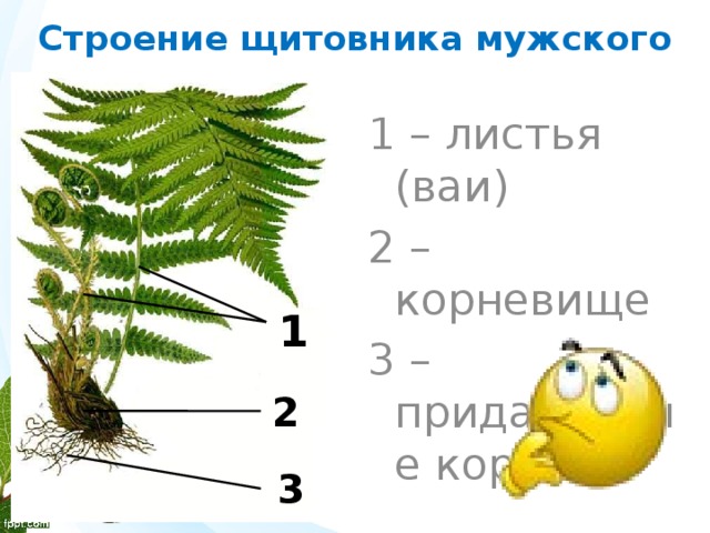 Строение щитовника мужского 1 – листья (ваи) 2 – корневище 3 – придаточные корни 1 2 3 