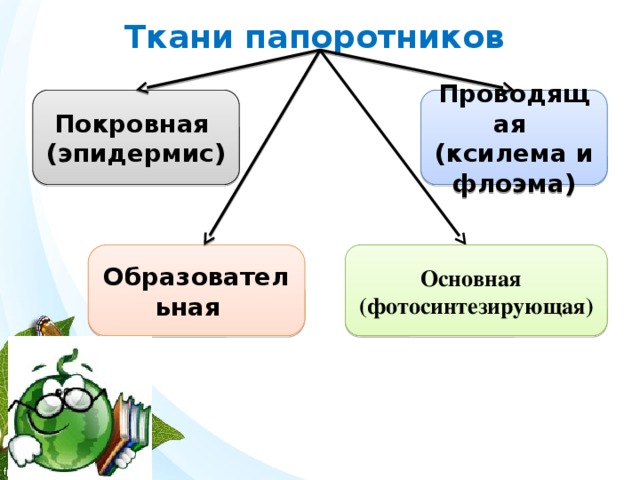 Ткани папоротников Покровная Проводящая (эпидермис) (ксилема и флоэма) Образовательная Основная (фотосинтезирующая) 