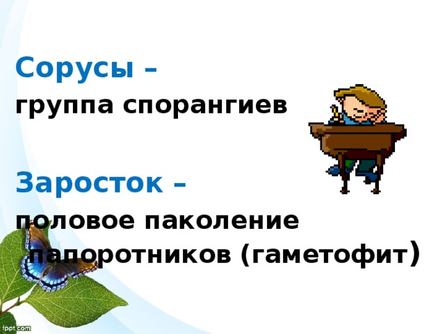  Сорусы – группа спорангиев  Заросток – половое паколение папоротников (гаметофит )   