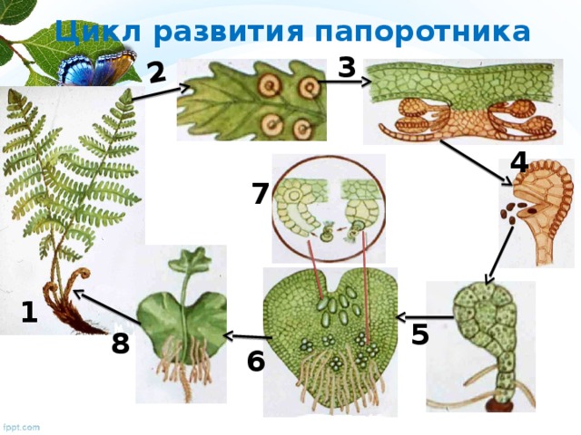 2 Цикл развития папоротника 3 4 7 1 5 8 6 