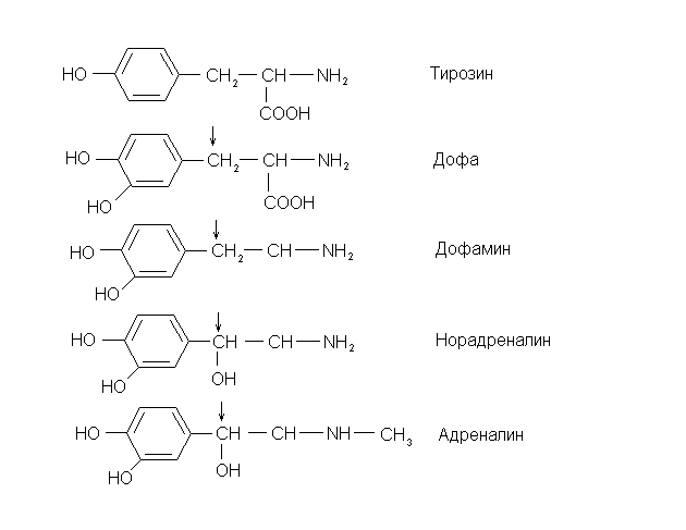 Адреналин образуется