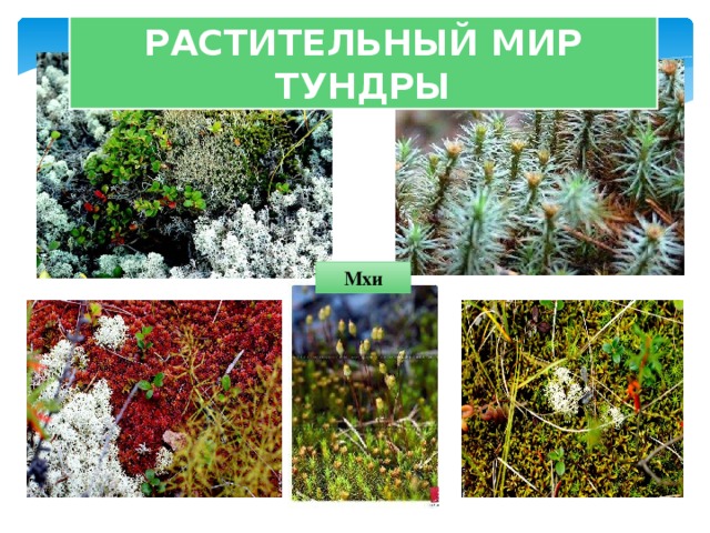 Проект растительный мир тундры