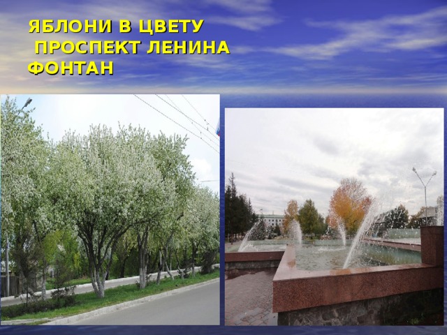 ЯБЛОНИ В ЦВЕТУ  ПРОСПЕКТ ЛЕНИНА ФОНТАН