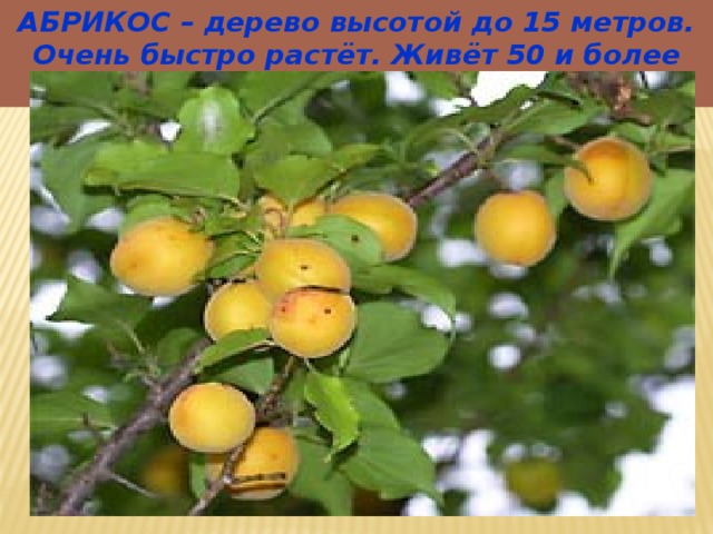 АБРИКОС – дерево высотой до 15 метров. Очень быстро растёт. Живёт 50 и более лет. 