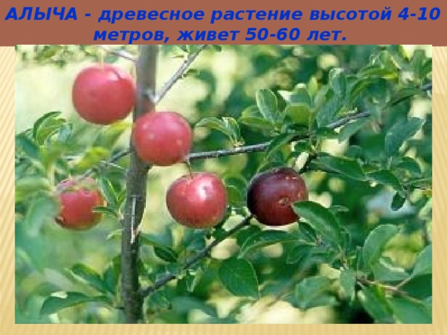 АЛЫЧА - древесное растение высотой 4-10 метров, живет 50-60 лет. 