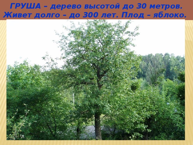 ГРУША – дерево высотой до 30 метров. Живет долго – до 300 лет. Плод – яблоко. 