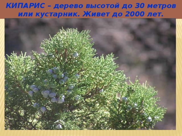 КИПАРИС – дерево высотой до 30 метров или кустарник. Живет до 2000 лет. 