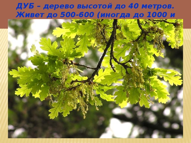 ДУБ – дерево высотой до 40 метров. Живет до 500-600 (иногда до 1000 и более) лет. 