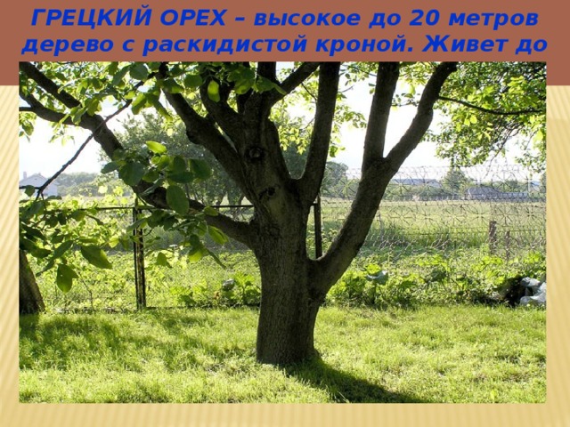 ГРЕЦКИЙ ОРЕХ – высокое до 20 метров дерево с раскидистой кроной. Живет до 400 лет. 