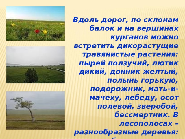 Вдоль дорог, по склонам балок и на вершинах курганов можно встретить дикорастущие травянистые растения: пырей ползучий, лютик дикий, донник желтый, полынь горькую, подорожник, мать-и-мачеху, лебеду, осот полевой, зверобой, бессмертник. В лесополосах – разнообразные деревья: дуб, орех, акация. 