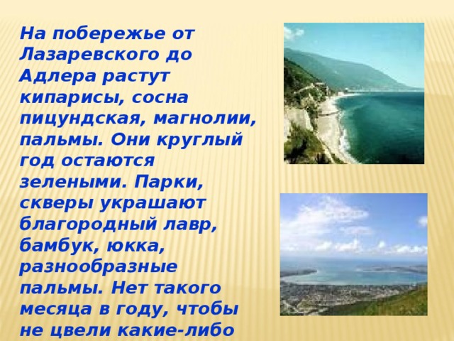 На побережье от Лазаревского до Адлера растут кипарисы, сосна пицундская, магнолии, пальмы. Они круглый год остаются зелеными. Парки, скверы украшают благородный лавр, бамбук, юкка, разнообразные пальмы. Нет такого месяца в году, чтобы не цвели какие-либо растения. В садах зреют абрикосы, персики и другие фрукты. 