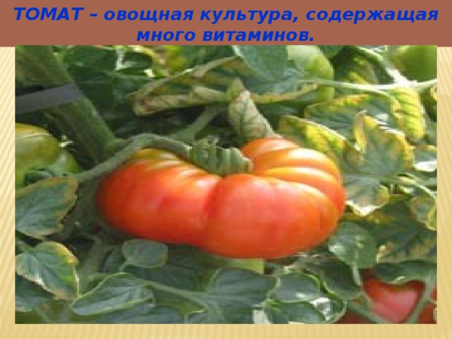 ТОМАТ – овощная культура, содержащая много витаминов. 