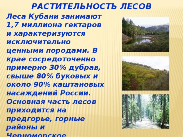 РАСТИТЕЛЬНОСТЬ ЛЕСОВ Леса Кубани занимают 1,7 миллиона гектаров и характеризуются исключительно ценными породами. В крае сосредоточенно примерно 30% дубрав, свыше 80% буковых и около 90% каштановых насаждений России. Основная часть лесов приходится на предгорье, горные районы и Черноморское побережье. 