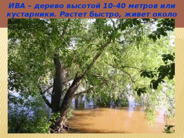 ИВА – дерево высотой 10-40 метров или кустарники. Растет быстро, живет около 30 лет. 