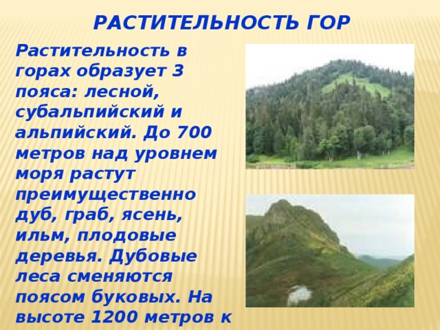 РАСТИТЕЛЬНОСТЬ ГОР Растительность в горах образует 3 пояса: лесной, субальпийский и альпийский. До 700 метров над уровнем моря растут преимущественно дуб, граб, ясень, ильм, плодовые деревья. Дубовые леса сменяются поясом буковых. На высоте 1200 метров к ним присоединяется кавказская пихта. 