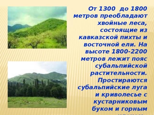 От 1300 до 1800 метров преобладают хвойные леса, состоящие из кавказской пихты и восточной ели. На высоте 1800-2200 метров лежит пояс субальпийской растительности. Простираются субальпийские луга и криволесье с кустарниковым буком и горным кленом. 