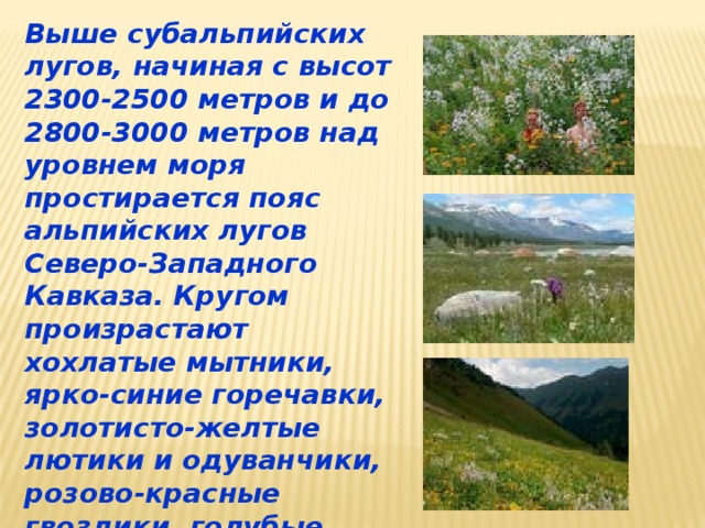 Выше субальпийских лугов, начиная с высот 2300-2500 метров и до 2800-3000 метров над уровнем моря простирается пояс альпийских лугов Северо-Западного Кавказа. Кругом произрастают хохлатые мытники, ярко-синие горечавки, золотисто-желтые лютики и одуванчики, розово-красные гвоздики, голубые незабудки. 