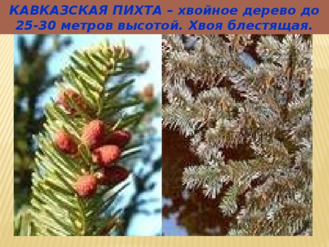 КАВКАЗСКАЯ ПИХТА – хвойное дерево до 25-30 метров высотой. Хвоя блестящая. 