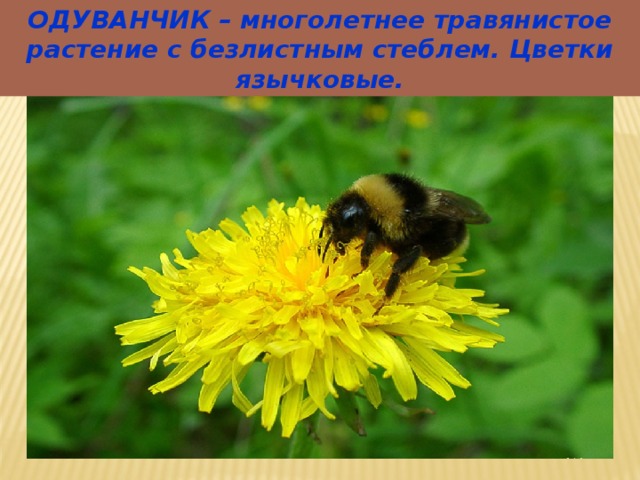 ОДУВАНЧИК – многолетнее травянистое растение с безлистным стеблем. Цветки язычковые. 