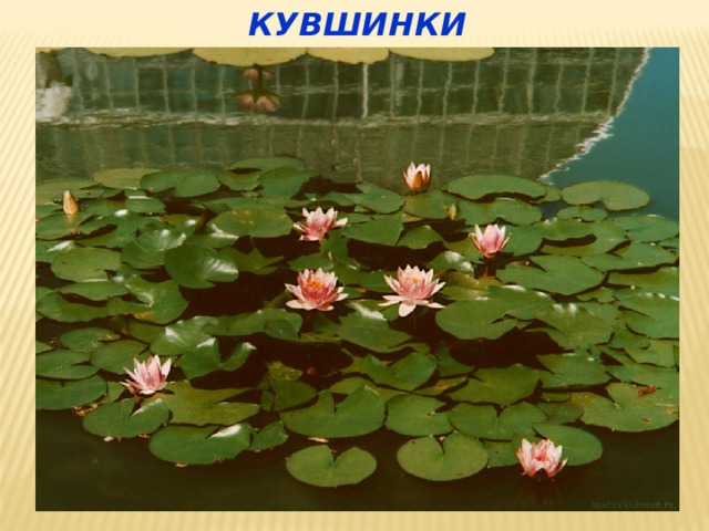 КУВШИНКИ 