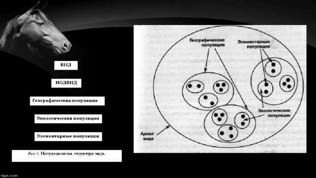 Популяция как форма существования вида презентация