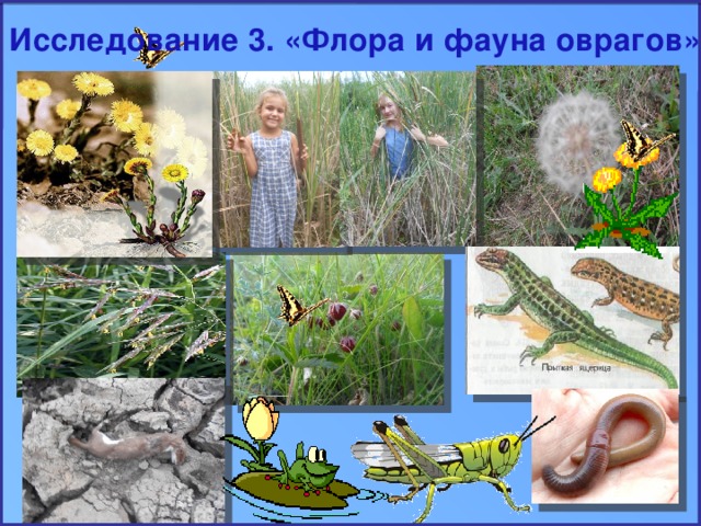Исследование 3. «Флора и фауна оврагов»  