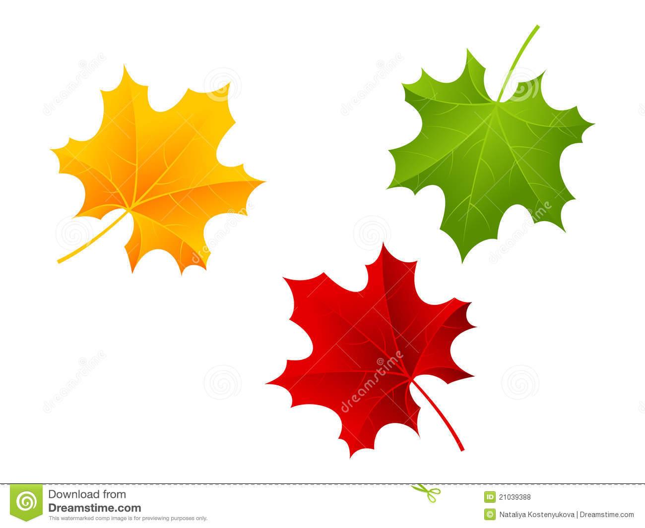 Листья клена желтые и красные. Листья красные желтые зеленые. Листики красные и желтые. Осенние листочки красные желтые зеленые. Красный желтый зеленый кленовые листья.