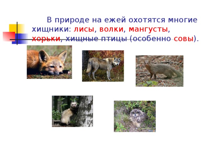  В природе на ежей охотятся многие хищники: лисы , волки , мангусты , хорьки , хищные птицы (особенно совы ).   